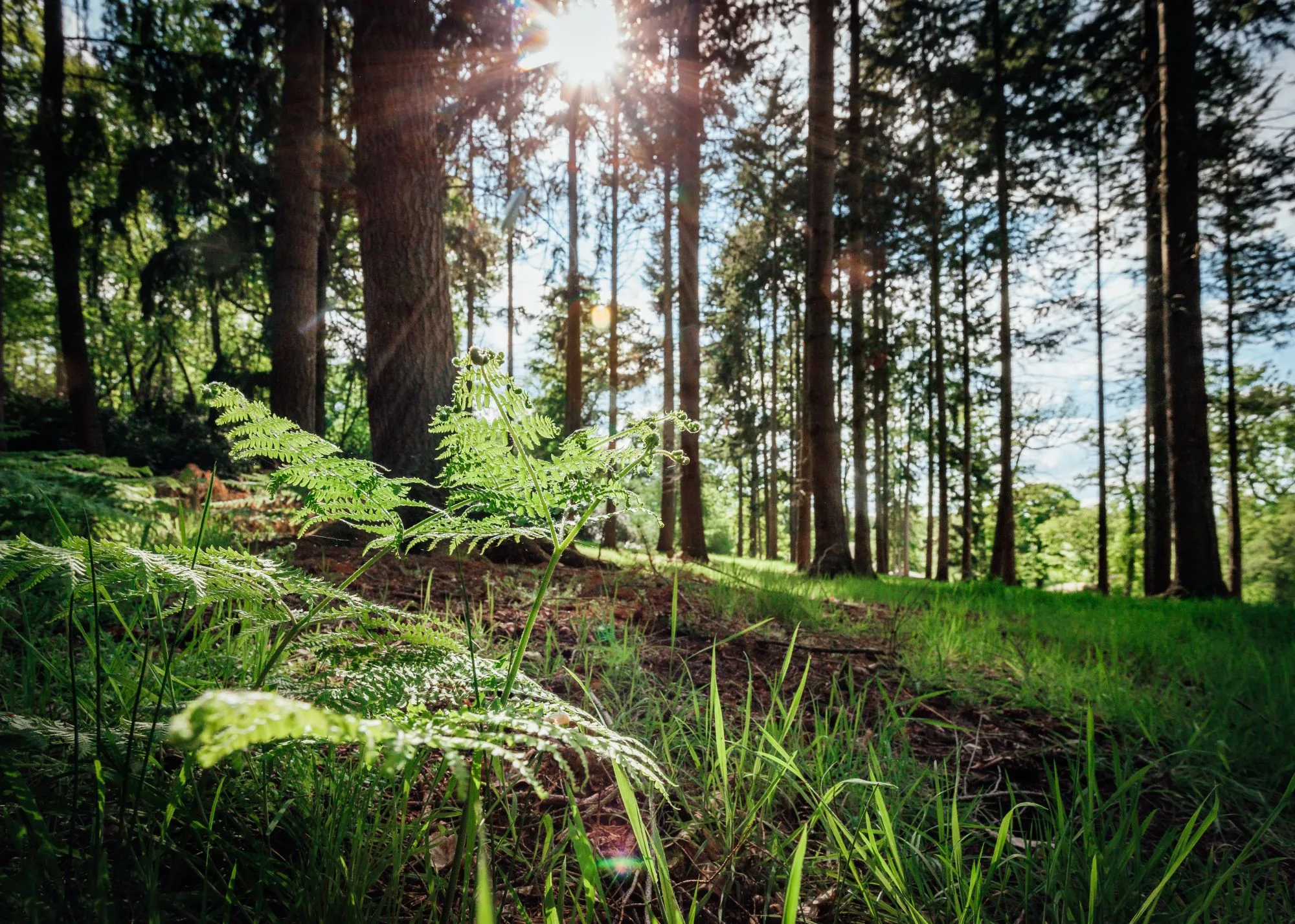 Forest Walks &ndash; The Wasing Estate &ndash; Wasing Park