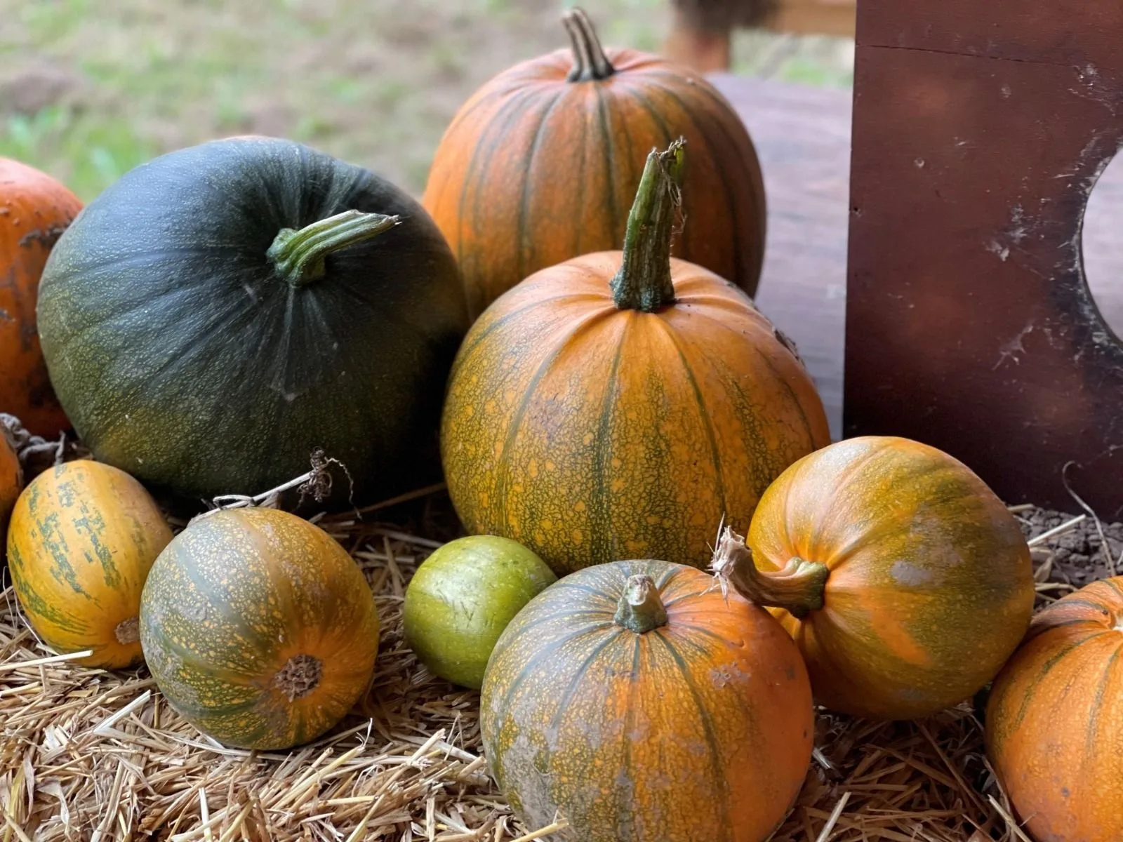 Wasing&rsquo;s Top 10 Pumpkin Storage & Sustainability Tips