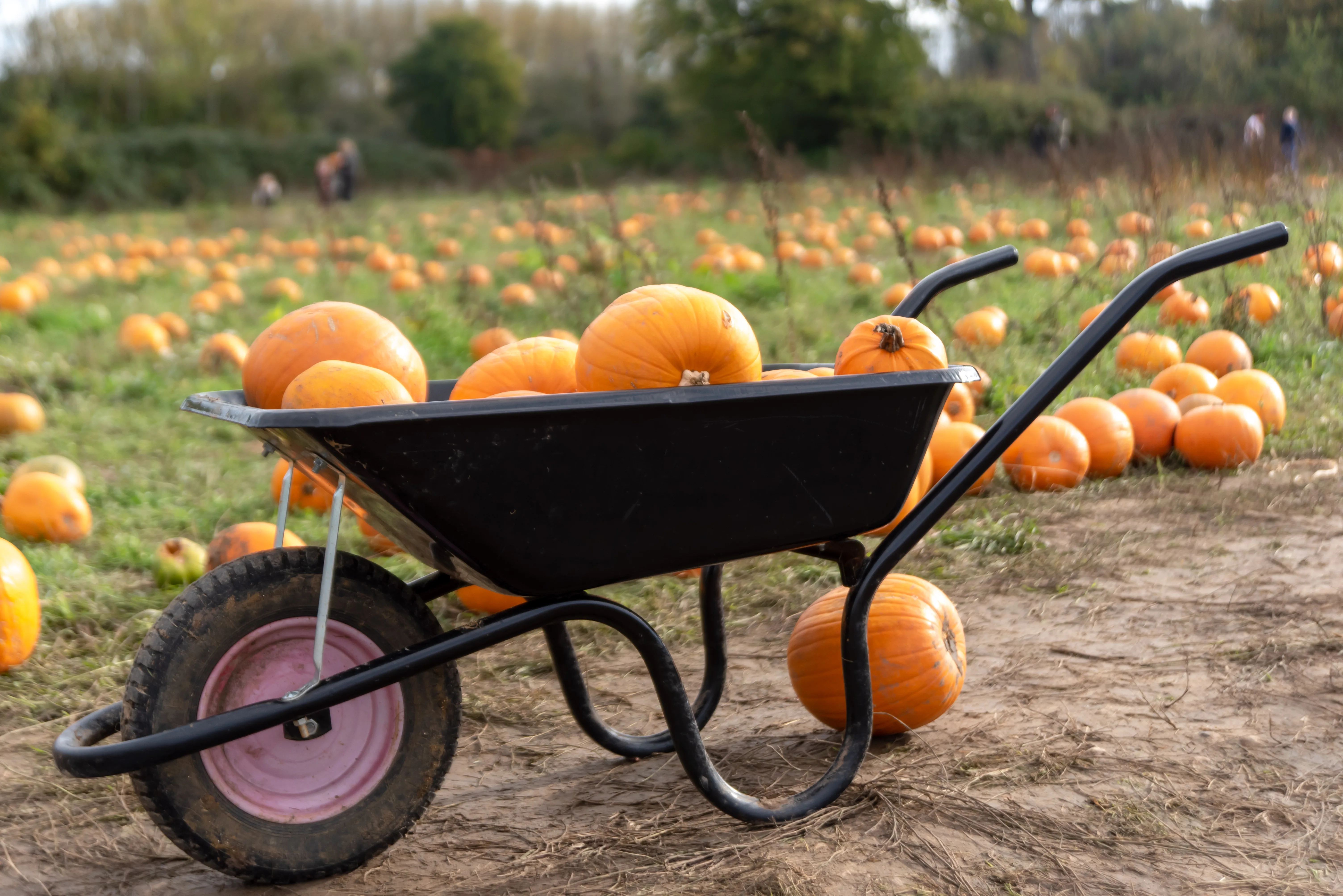 Wasing&rsquo;s Top 10 Pumpkin Storage & Sustainability Tips