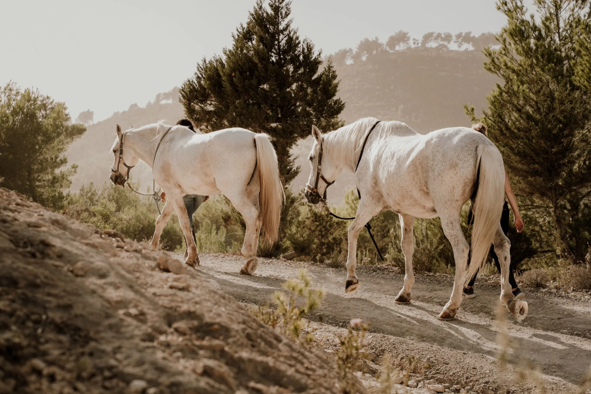 Convergence with Horses: A Three-Day Field-Led Immersion at Wasing Park